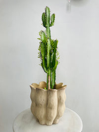 Green African Milk Tree & Oliva Pot Combo