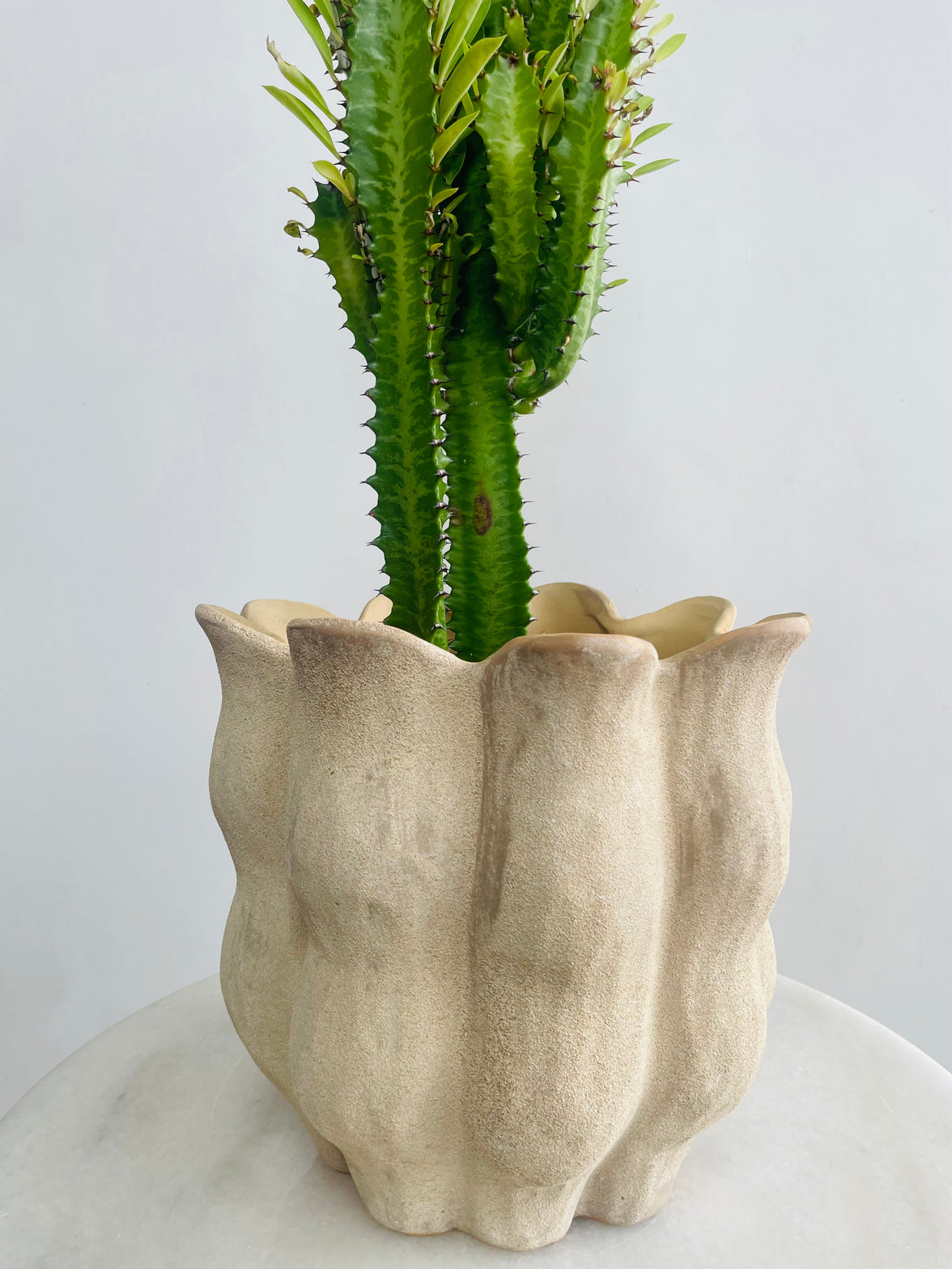 Green African Milk Tree & Oliva Pot Combo