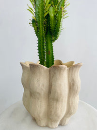 Green African Milk Tree & Oliva Pot Combo
