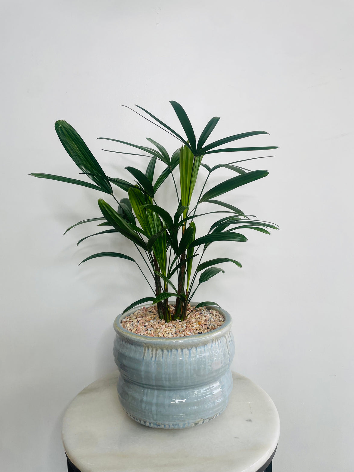 Lady Finger Palm | Ryna Ceramic Pot