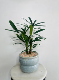 Lady Finger Palm | Ryna Ceramic Pot