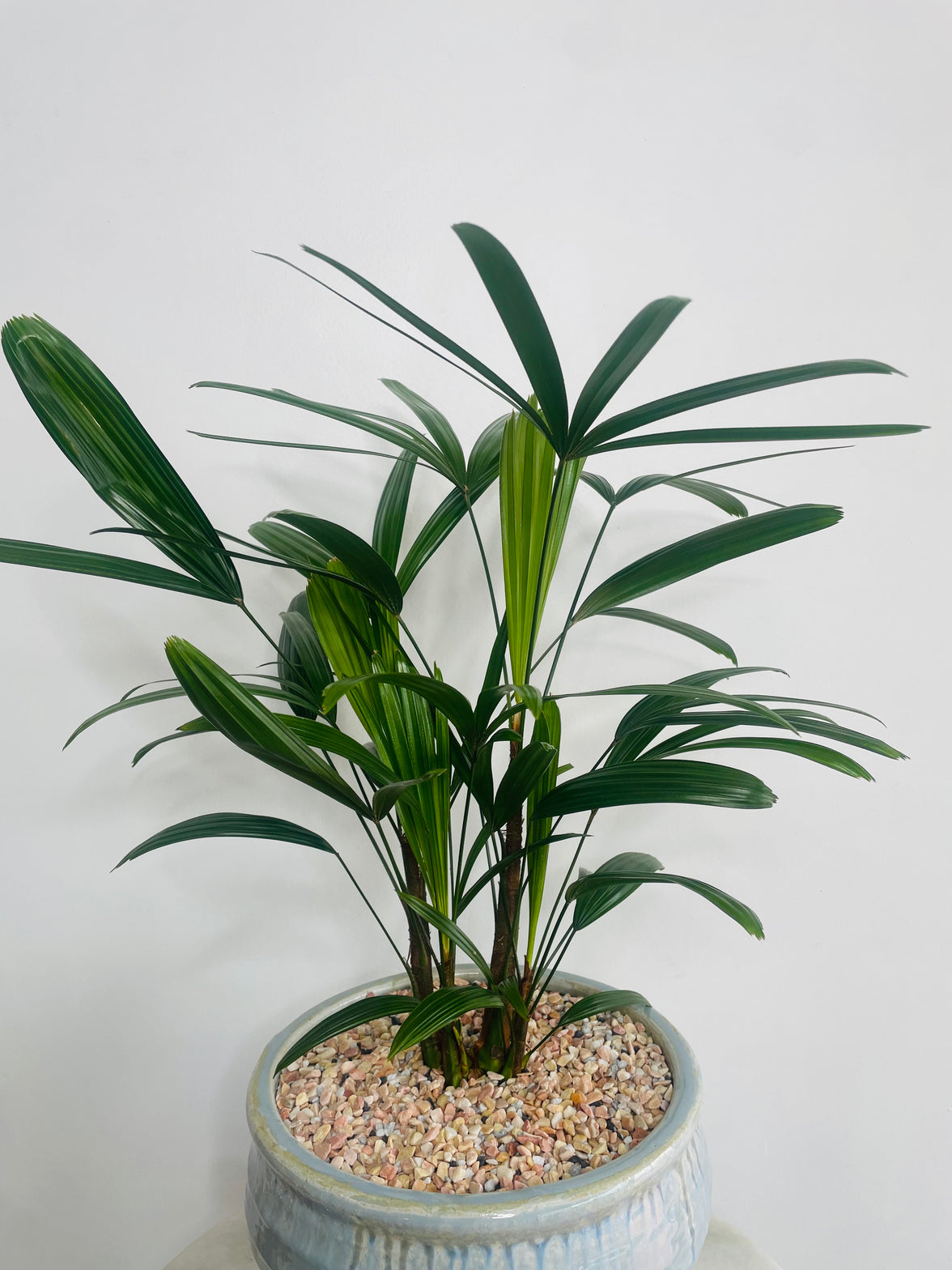Lady Finger Palm | Ryna Ceramic Pot