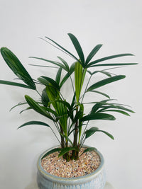 Lady Finger Palm | Ryna Ceramic Pot