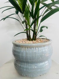 Lady Finger Palm | Ryna Ceramic Pot