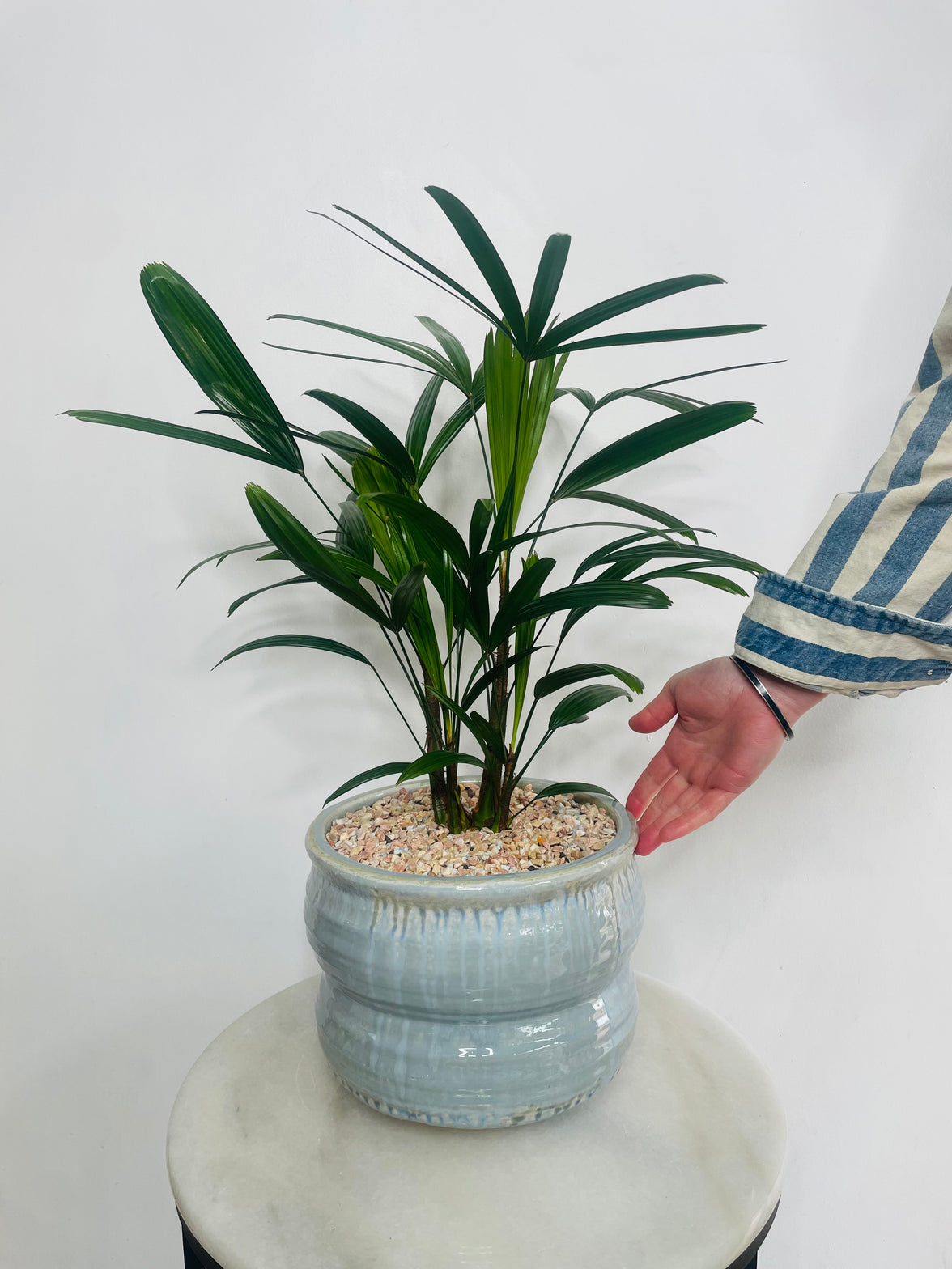 Lady Finger Palm | Ryna Ceramic Pot