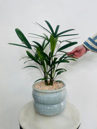 Lady Finger Palm | Ryna Ceramic Pot