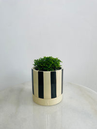 Selaginella ‘Jori’ | Tyra Ceramic Pot with Saucer