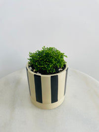 Selaginella ‘Jori’ | Tyra Ceramic Pot with Saucer
