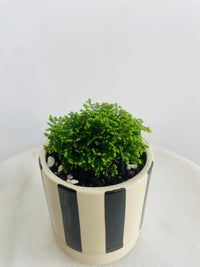 Selaginella ‘Jori’ | Tyra Ceramic Pot with Saucer