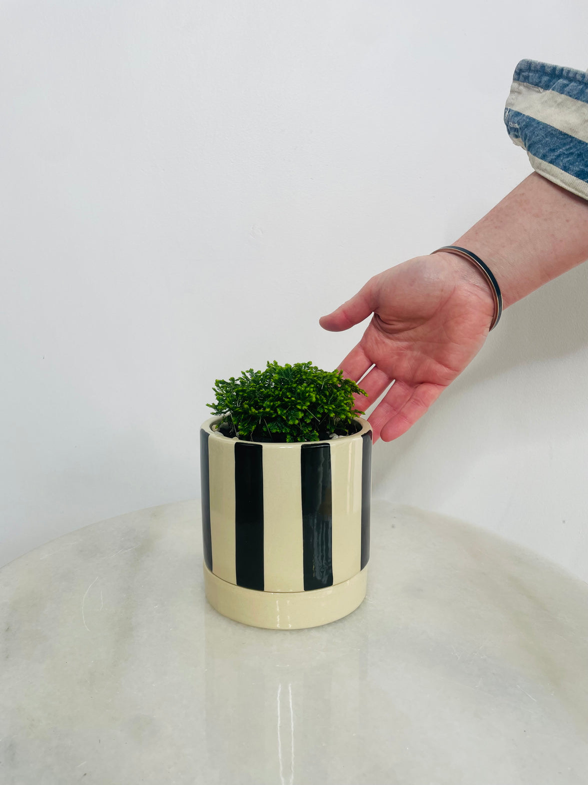 Selaginella ‘Jori’ | Tyra Ceramic Pot with Saucer