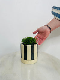 Selaginella ‘Jori’ | Tyra Ceramic Pot with Saucer