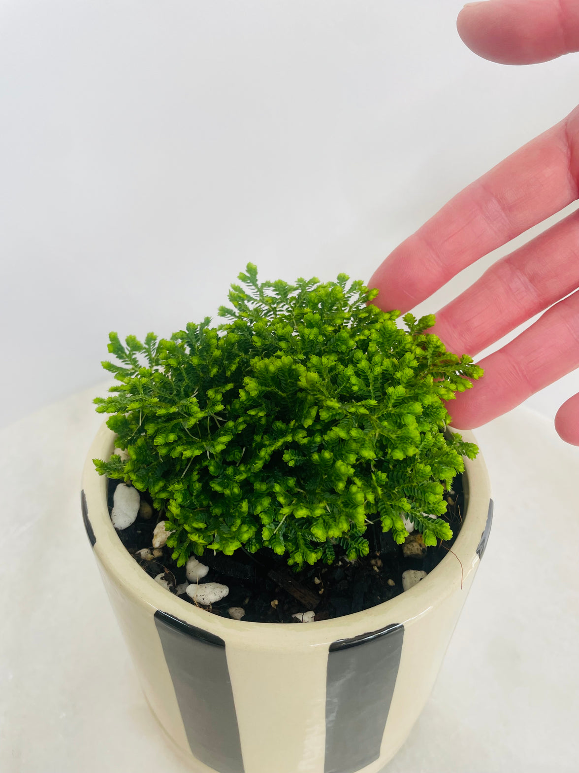 Selaginella ‘Jori’ | Tyra Ceramic Pot with Saucer