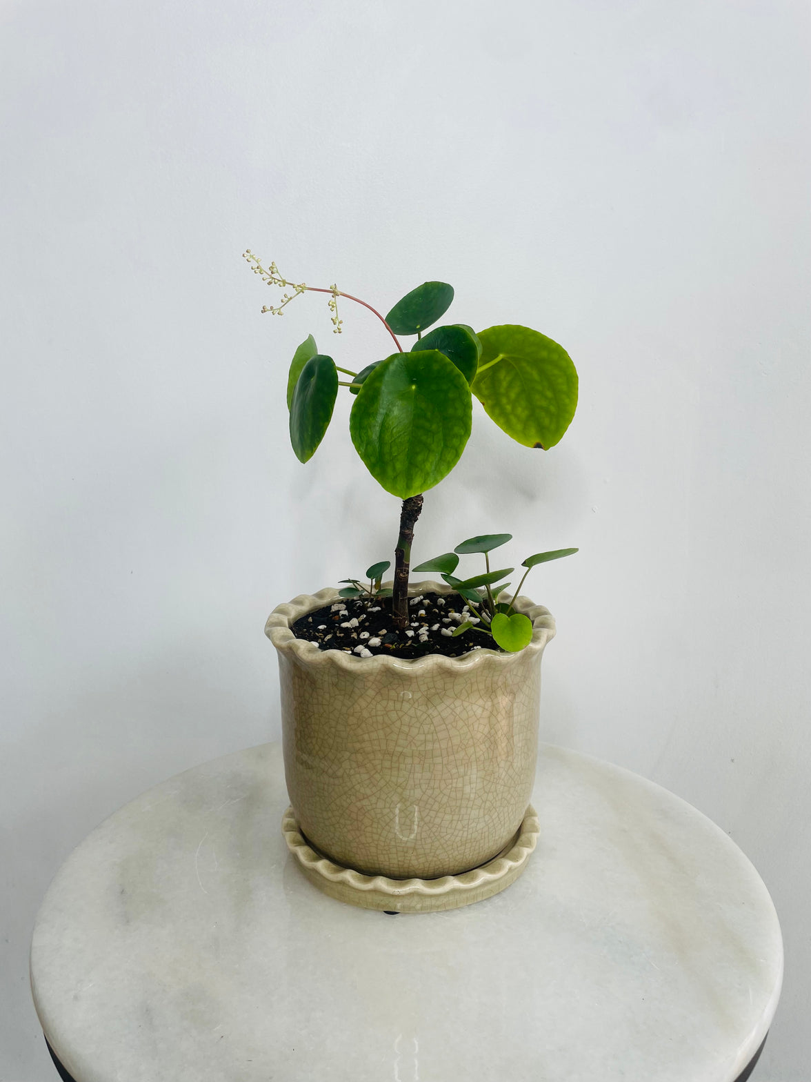 Chinese Money Plant | Zaragoza Ceramic Pot with Saucer