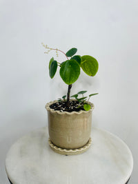Chinese Money Plant | Zaragoza Ceramic Pot with Saucer