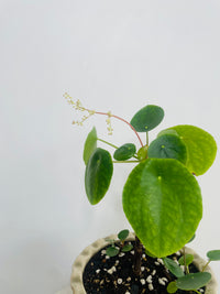 Chinese Money Plant | Zaragoza Ceramic Pot with Saucer