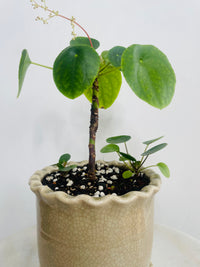 Chinese Money Plant | Zaragoza Ceramic Pot with Saucer