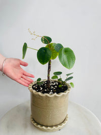 Chinese Money Plant | Zaragoza Ceramic Pot with Saucer