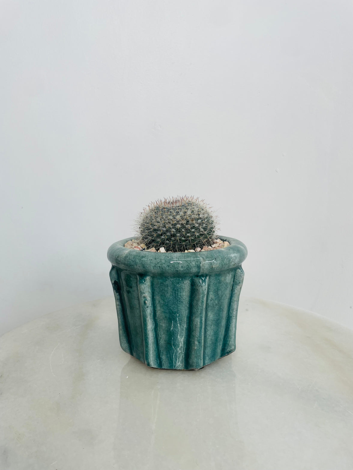 Old Lady Cactus | Eli Ceramic Pot – Eucalyptus Mist