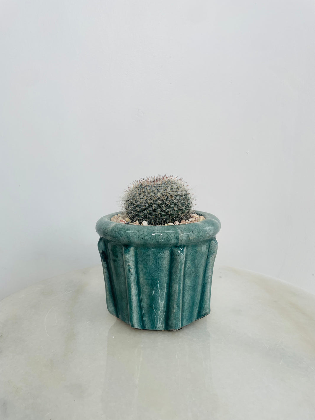 Old Lady Cactus | Eli Ceramic Pot – Eucalyptus Mist