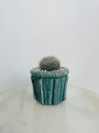 Old Lady Cactus | Eli Ceramic Pot – Eucalyptus Mist