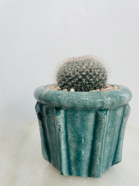 Old Lady Cactus | Eli Ceramic Pot – Eucalyptus Mist