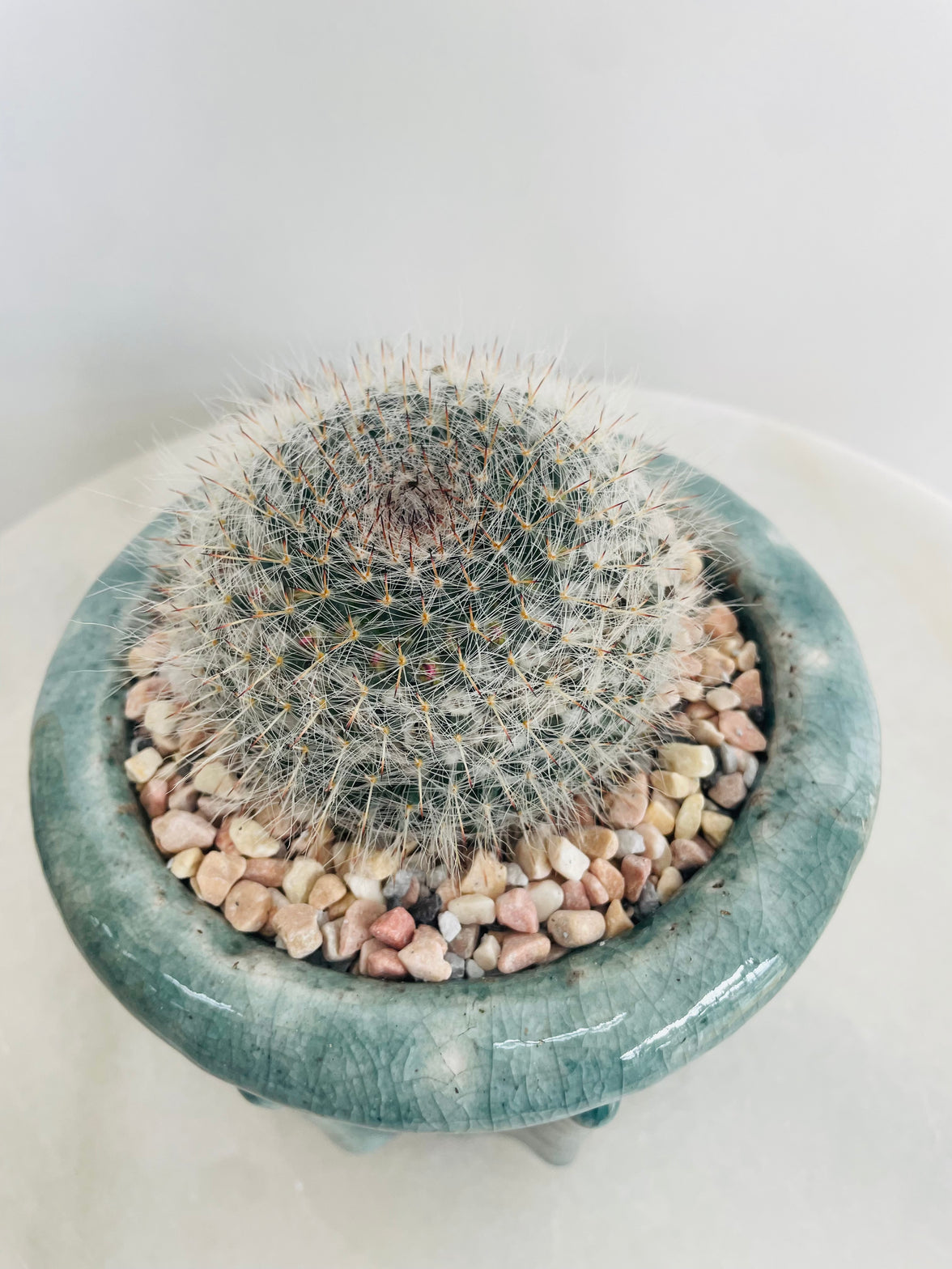 Old Lady Cactus | Eli Ceramic Pot – Eucalyptus Mist