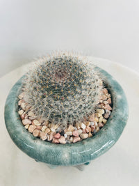 Old Lady Cactus | Eli Ceramic Pot – Eucalyptus Mist