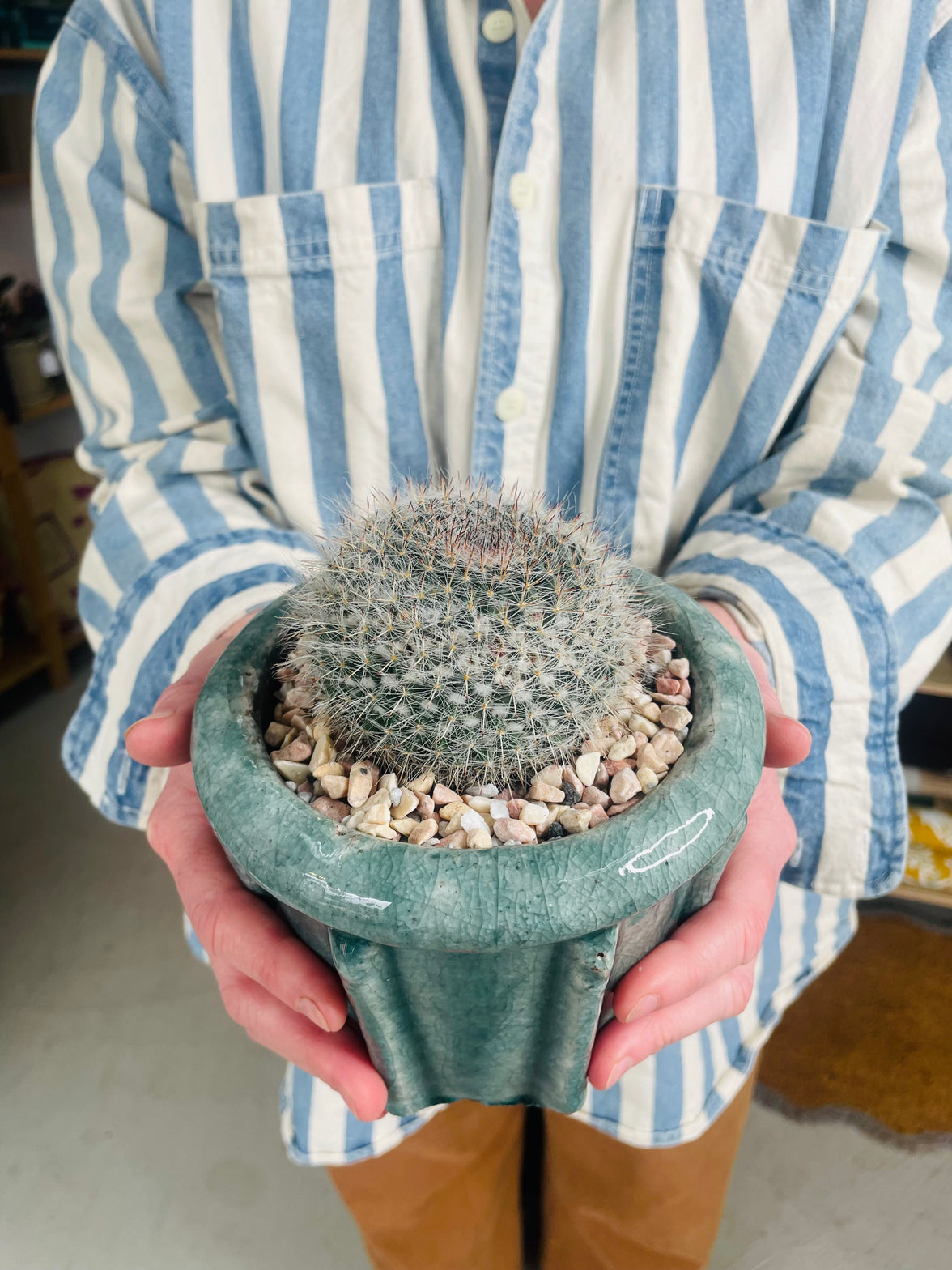 Old Lady Cactus | Eli Ceramic Pot – Eucalyptus Mist