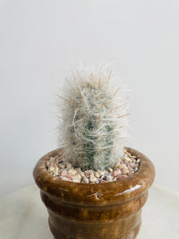 Old Man of the Mountain | Eli Ceramic Pot – Cinnamon Brown