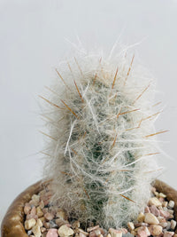 Old Man of the Mountain | Eli Ceramic Pot – Cinnamon Brown