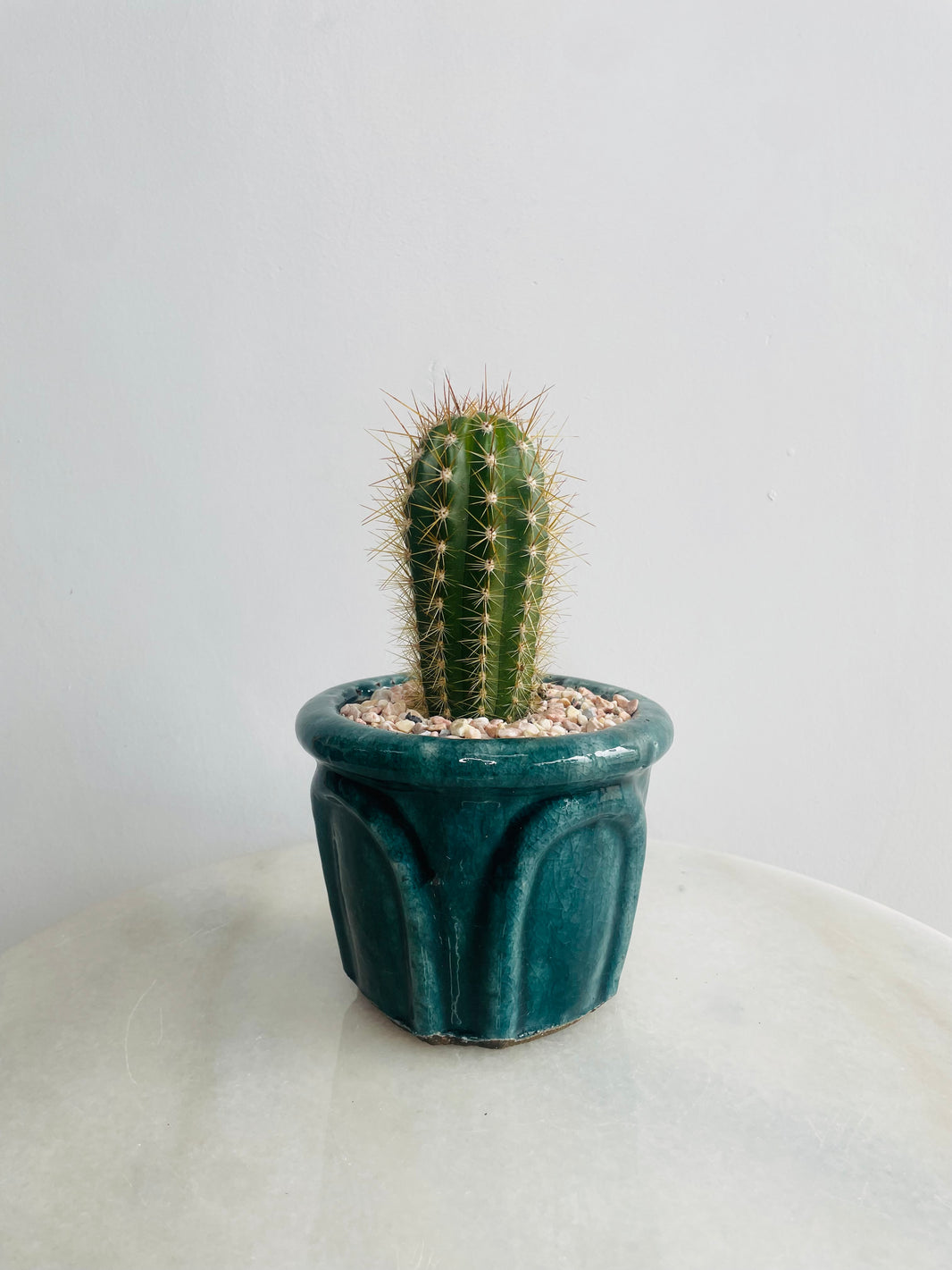 Golden Torch Cactus | Eli Ceramic Pot – Deep Teal