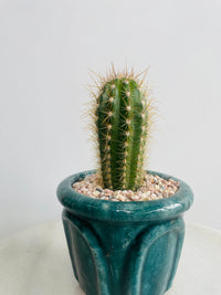 Golden Torch Cactus | Eli Ceramic Pot – Deep Teal