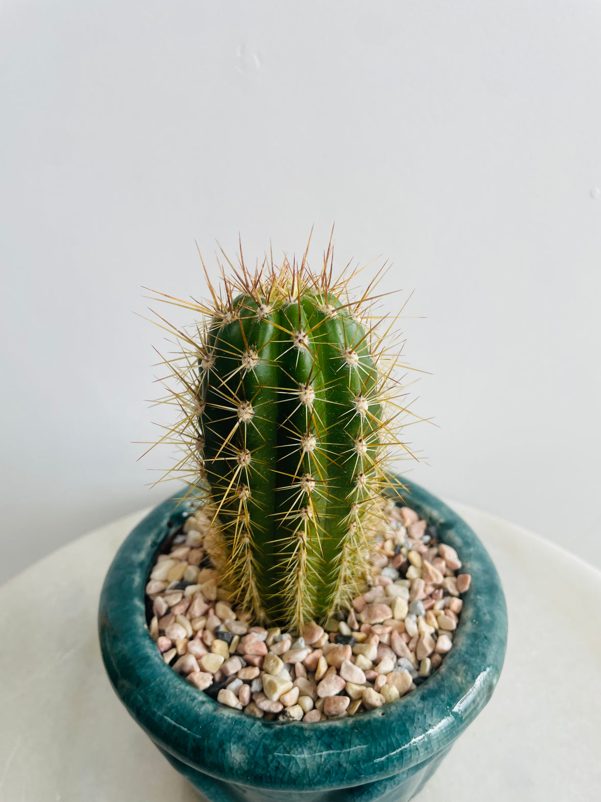 Golden Torch Cactus | Eli Ceramic Pot – Deep Teal