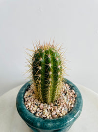 Golden Torch Cactus | Eli Ceramic Pot – Deep Teal