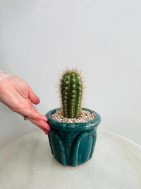 Golden Torch Cactus | Eli Ceramic Pot – Deep Teal