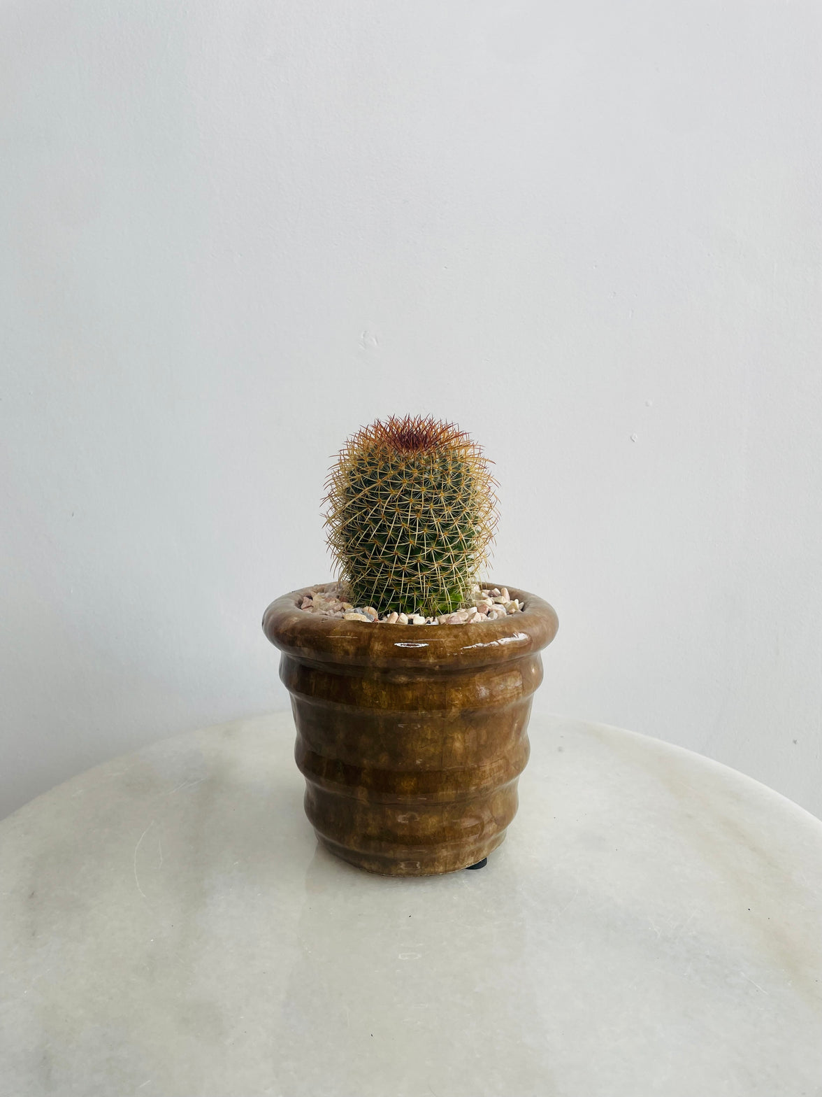 Mammillaria Pringlei | Eli Ceramic Pot – Cinnamon Brown