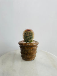 Mammillaria Pringlei | Eli Ceramic Pot – Cinnamon Brown