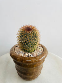 Mammillaria Pringlei | Eli Ceramic Pot – Cinnamon Brown