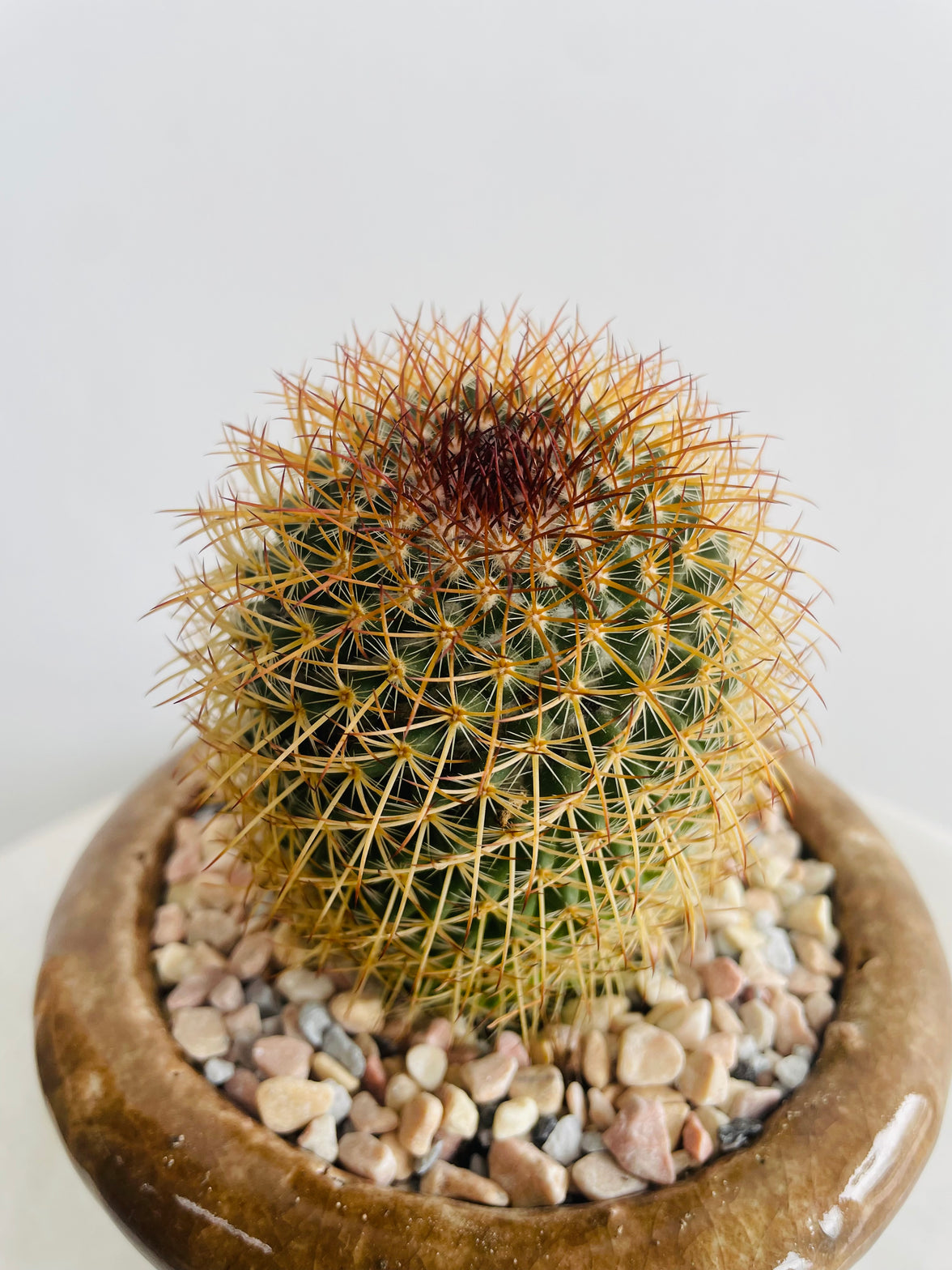 Mammillaria Pringlei | Eli Ceramic Pot – Cinnamon Brown