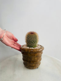 Mammillaria Pringlei | Eli Ceramic Pot – Cinnamon Brown