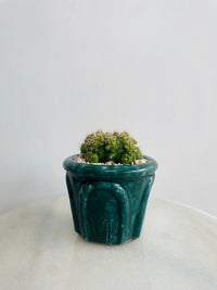 Gymnocalycium 'Chin Cactus' | Eli Ceramic Pot – Deep Teal
