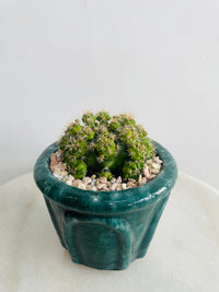 Gymnocalycium 'Chin Cactus' | Eli Ceramic Pot – Deep Teal