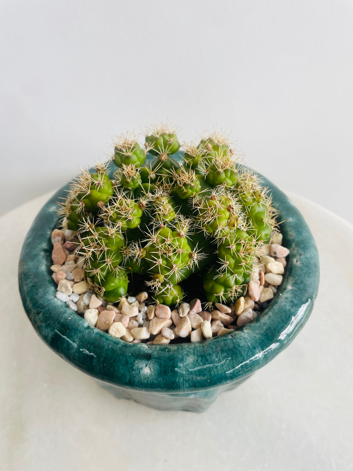 Gymnocalycium 'Chin Cactus' | Eli Ceramic Pot – Deep Teal