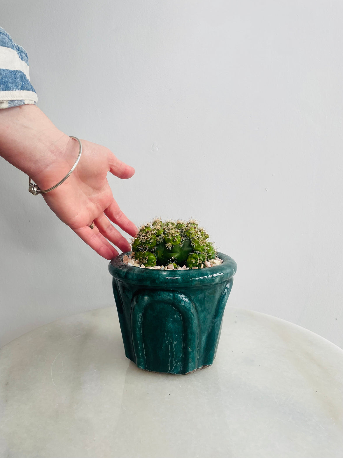 Gymnocalycium 'Chin Cactus' | Eli Ceramic Pot – Deep Teal