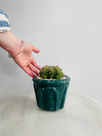 Gymnocalycium 'Chin Cactus' | Eli Ceramic Pot – Deep Teal