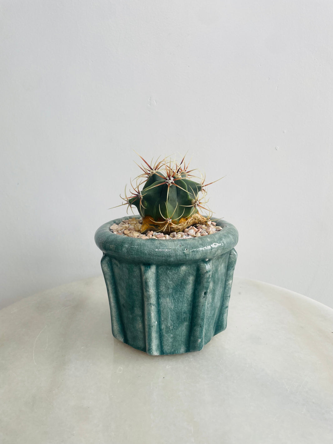 Ferocactus histrix | Eli Ceramic Pot – Eucalyptus Mist