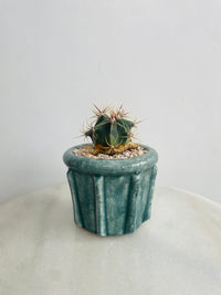 Ferocactus histrix | Eli Ceramic Pot – Eucalyptus Mist