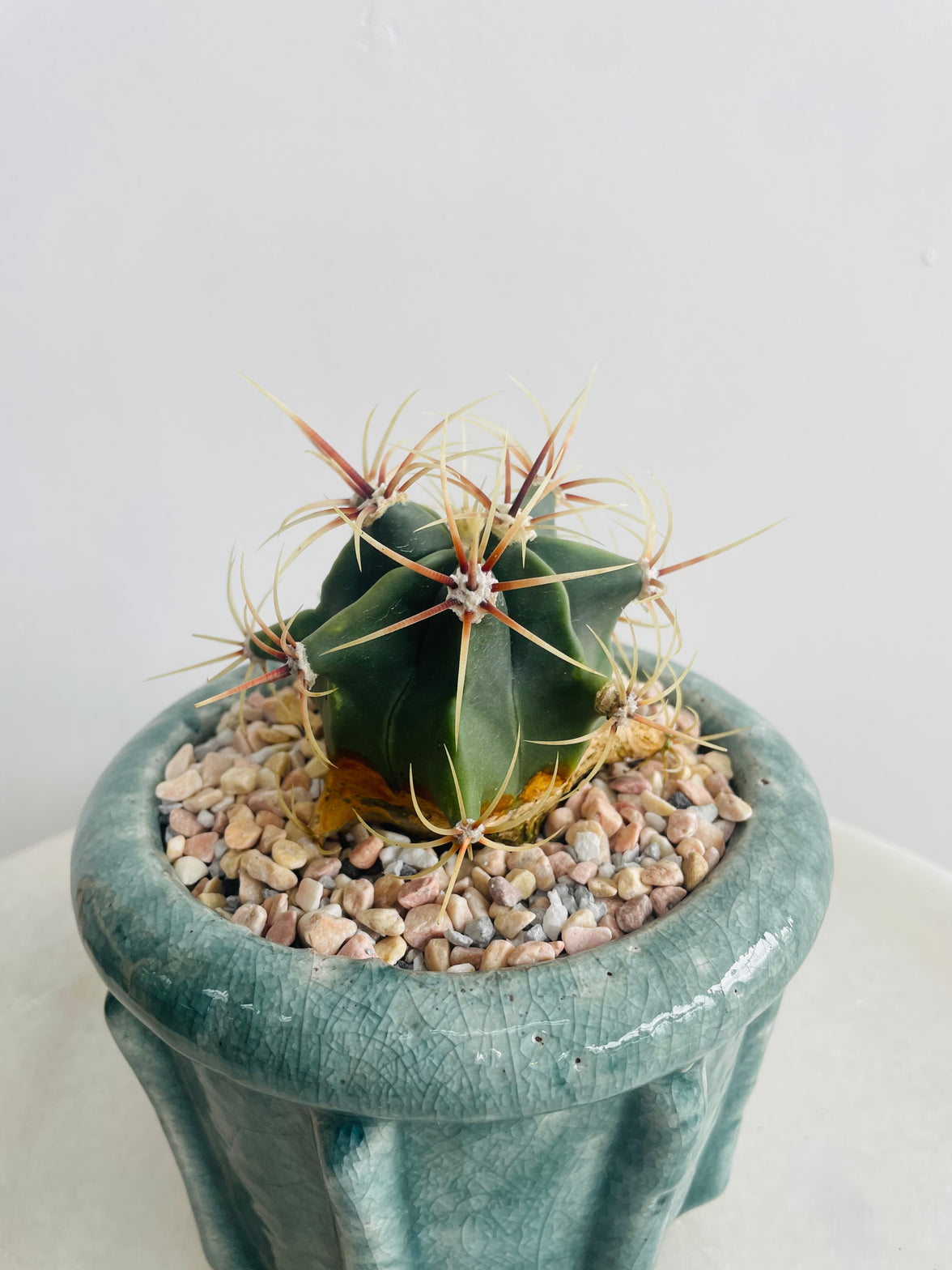 Ferocactus histrix | Eli Ceramic Pot – Eucalyptus Mist
