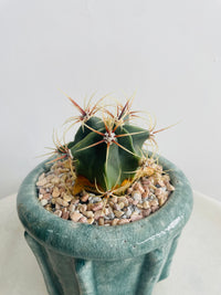 Ferocactus histrix | Eli Ceramic Pot – Eucalyptus Mist