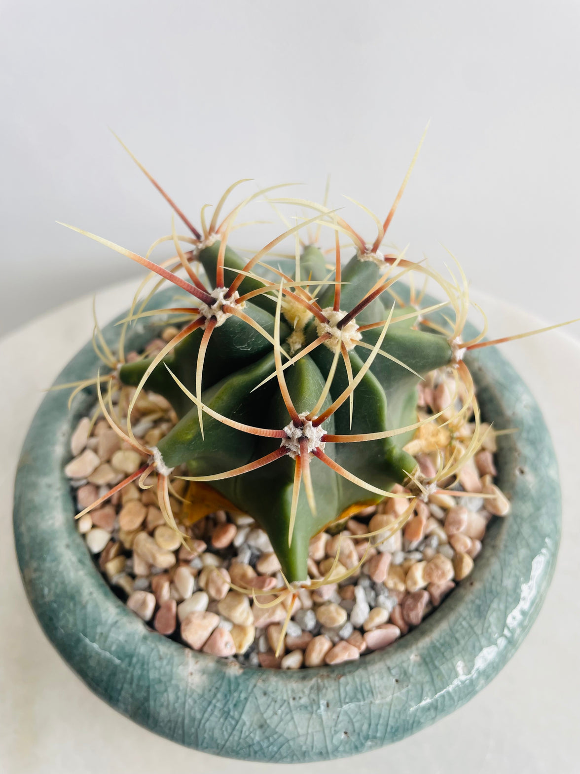Ferocactus histrix | Eli Ceramic Pot – Eucalyptus Mist